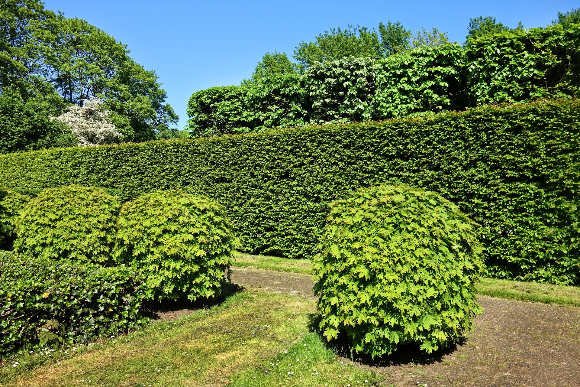 Hecken und Baumschnitt